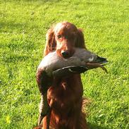 Irsk setter Freja" nougat mus"