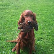 Irsk setter Freja" nougat mus"