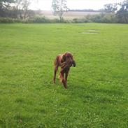 Irsk setter Freja" nougat mus"