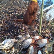 Irsk setter Freja" nougat mus"