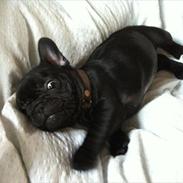 Fransk bulldog Aabech Fabius Maximus