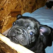 Fransk bulldog Aabech Fabius Maximus