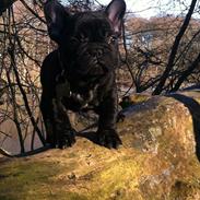 Fransk bulldog Aabech Fabius Maximus