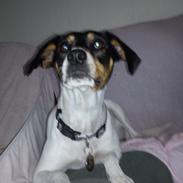 Dansk svensk gaardhund Fie. (min dejlige hund)