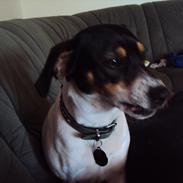Dansk svensk gaardhund Fie. (min dejlige hund)