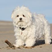 Malteser Cleo
