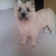 Cairn terrier snif