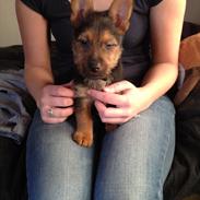 Australsk terrier -= Bentley =-