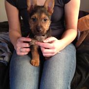 Australsk terrier -= Bentley =-