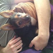 Australsk terrier -= Bentley =-