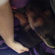 Australsk terrier -= Bentley =-