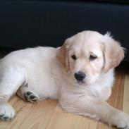Golden retriever Silas