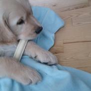 Golden retriever Silas
