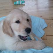 Golden retriever Silas