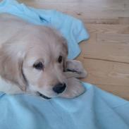 Golden retriever Silas