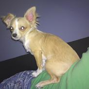 Chihuahua Charlie
