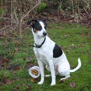 Dansk svensk gaardhund Tulle