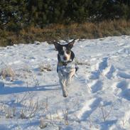 Dansk svensk gaardhund Tulle