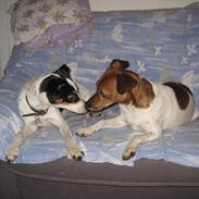 Dansk svensk gaardhund Tulle