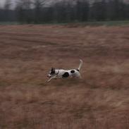 Dansk svensk gaardhund Tulle