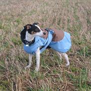 Dansk svensk gaardhund Tulle