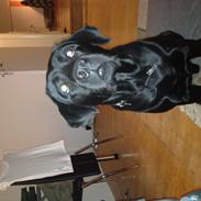 Labrador retriever Bretram (Anzo)