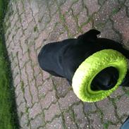 Labrador retriever Bretram (Anzo)