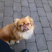 Pekingeser Jeppe