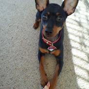 Dvaergpinscher Nellie <3 (Nellie Skovlund Asmussen) :)<3