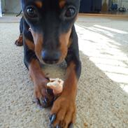 Dvaergpinscher Nellie <3 (Nellie Skovlund Asmussen) :)<3