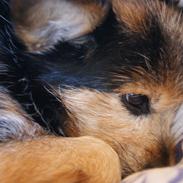 Blanding af racer (Smuth) Yorkshire terrier blandet med Papillon