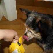 Blanding af racer (Smuth) Yorkshire terrier blandet med Papillon