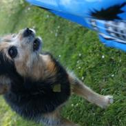 Blanding af racer (Smuth) Yorkshire terrier blandet med Papillon