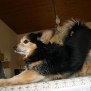 Blanding af racer (Smuth) Yorkshire terrier blandet med Papillon