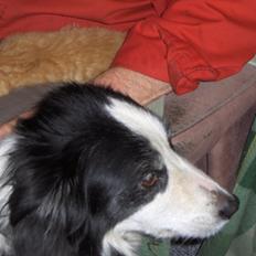 Border collie Gordon