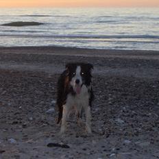 Border collie Gordon