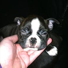 Boston terrier Milo