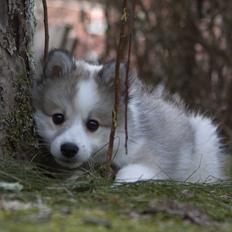 Blanding af racer Nala