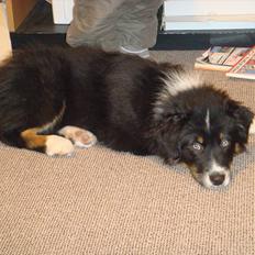 Australian shepherd Godrumgaards Timmy