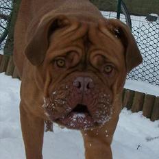 Dogue de bordeaux Ronja