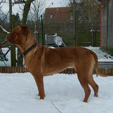 Dogue de bordeaux Ronja
