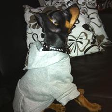 Dvaergpinscher Buddy Budsen