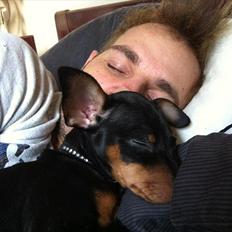 Dvaergpinscher Buddy Budsen