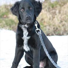 Blanding af racer Lucy