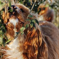 Cocker spaniel » bailey « 