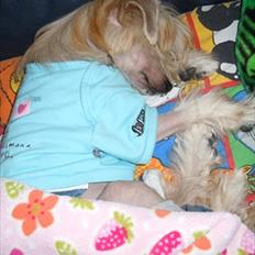 Chinese crested hårløs Misella`s Leroy