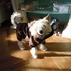 Chinese crested hårløs Misella`s Leroy