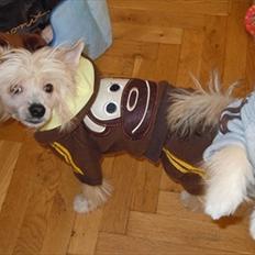 Chinese crested hårløs Misella`s Leroy