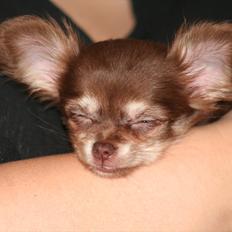 Chihuahua Mocca