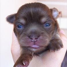 Chihuahua Mocca